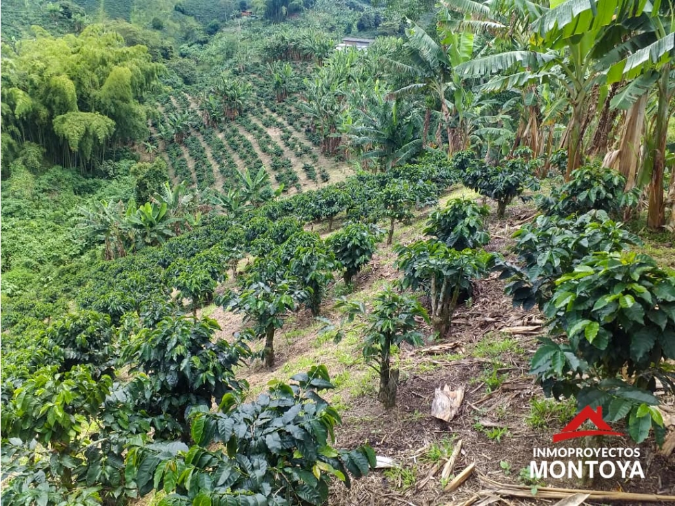 Finca cafetera tecnificada en Altagracia, Pereira — foto 6