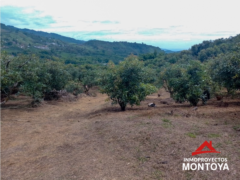 Finca de aguacate Hass de 30 cuadras en Anserma, Caldas - 6