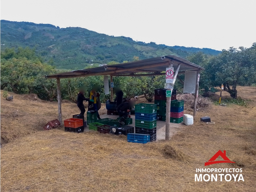 Finca de aguacate Hass de 30 cuadras en Anserma, Caldas - 3