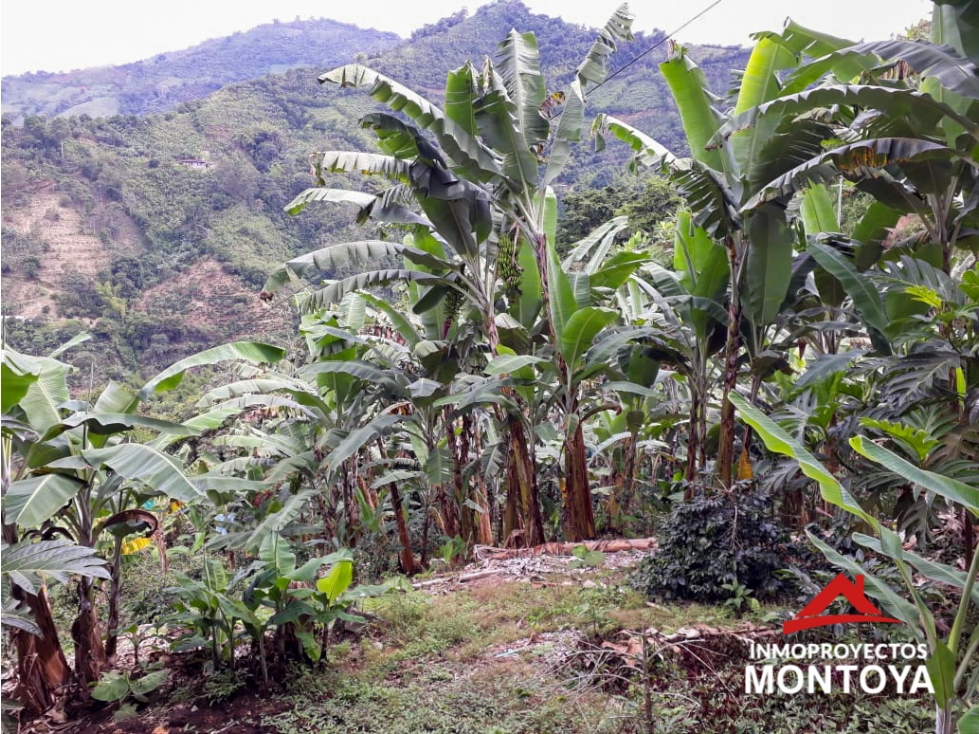Finca cafetera a 10 min de Balboa, Risaralda - 3