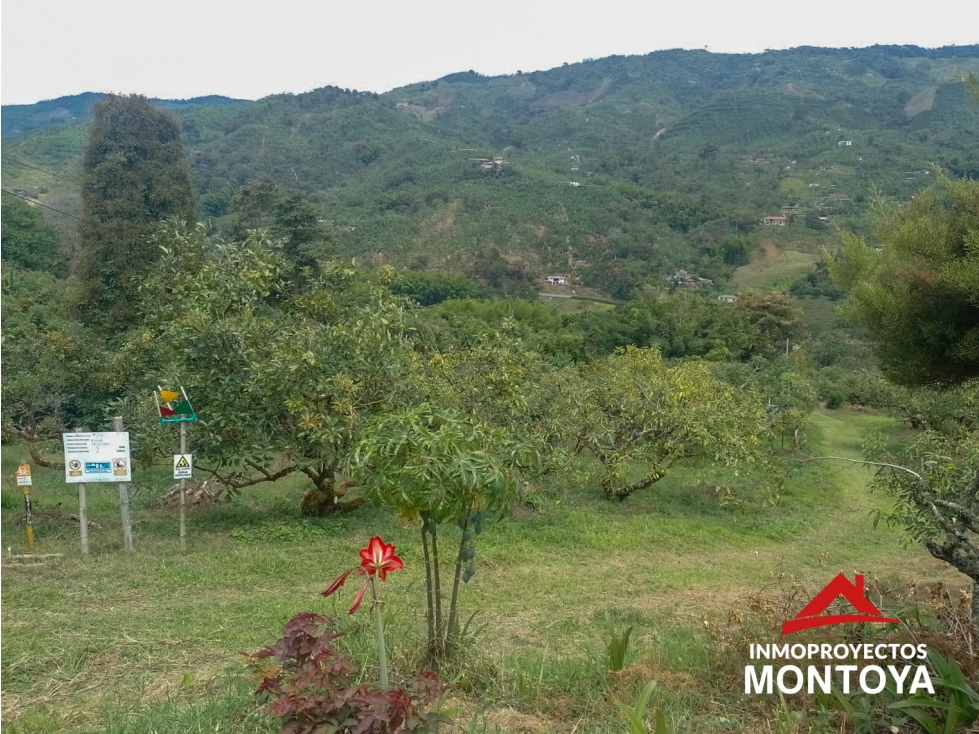 Finca de aguacate Hass de 30 cuadras en Anserma, Caldas - 2
