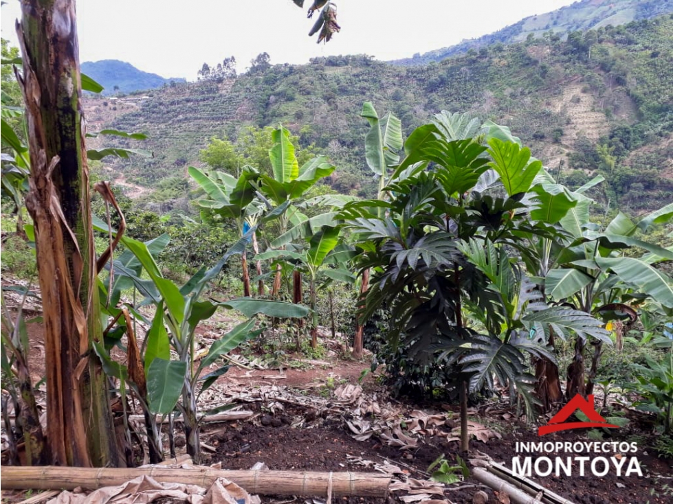 Finca cafetera a 10 min de Balboa, Risaralda - 4