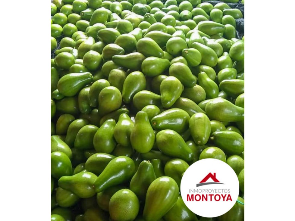Finca productiva en el sector de la vía a Marsella — foto 2