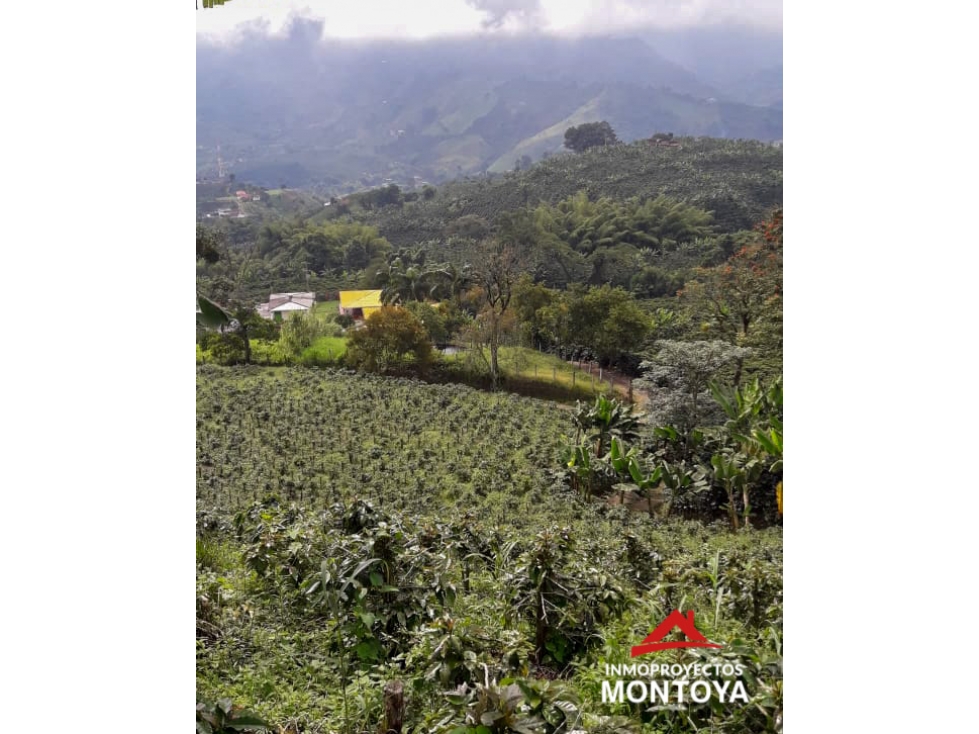 Finca cafetera tecnificada en Santa Rosa de Cabal, Risaralda — foto 5