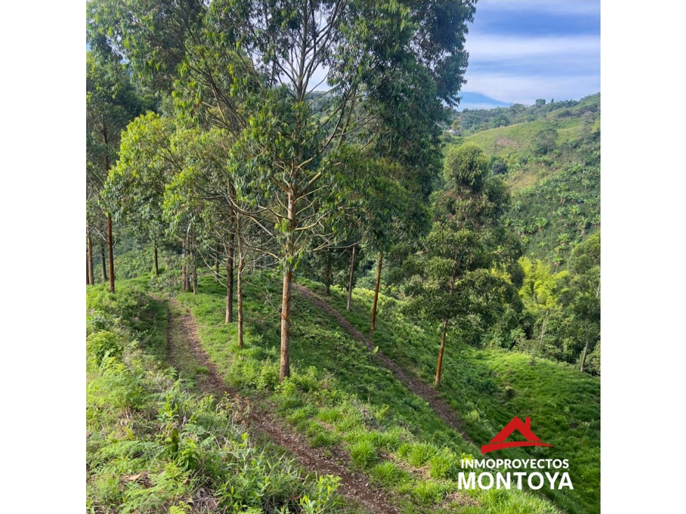 Finca ganadera de 28 cuadras en Marsella — foto 4
