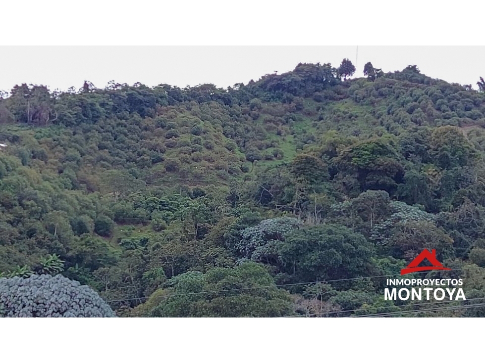 Finca de aguacate Hass de 47 cuadras en Anserma, Caldas - 2
