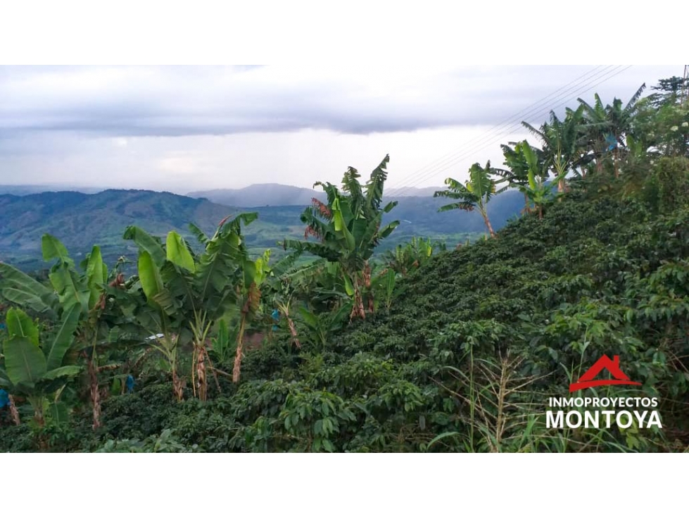 Finca cafetera tecnificada en la vía a Marsella — foto 5
