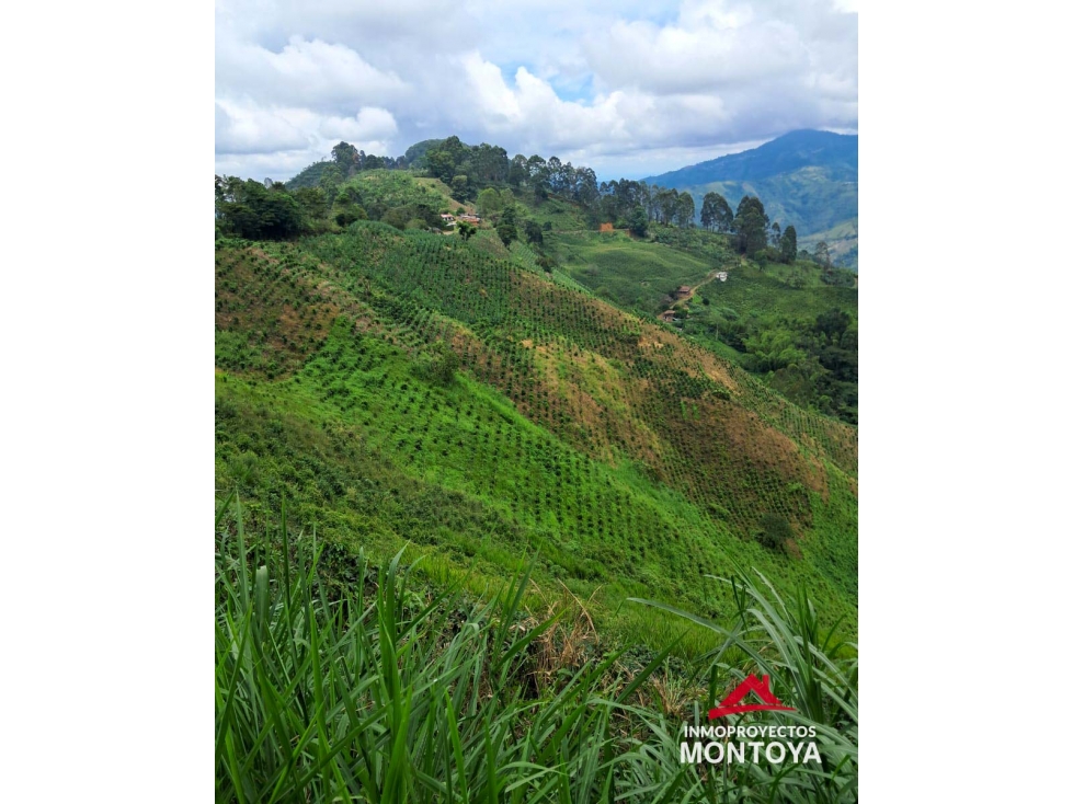 Finca cafetera en Santuario, Risaralda - 4