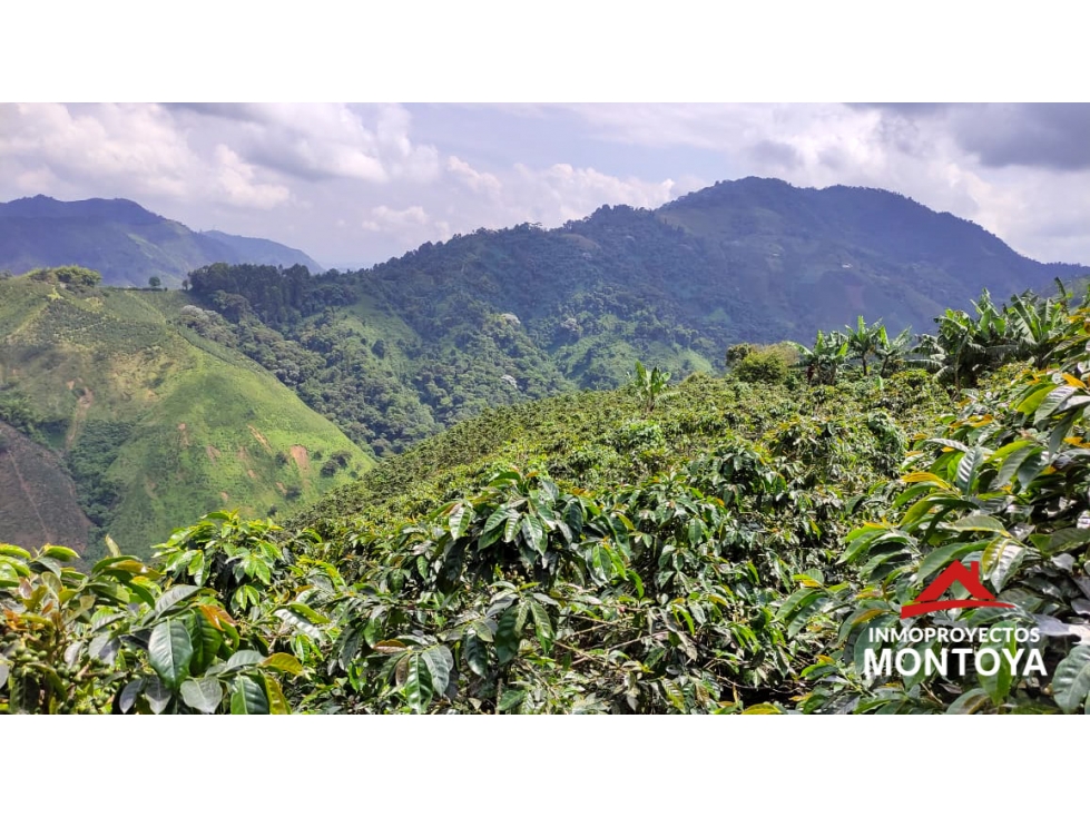 Finca cafetera tecnificada de 150 cuadras en Santa Rosa — foto 2