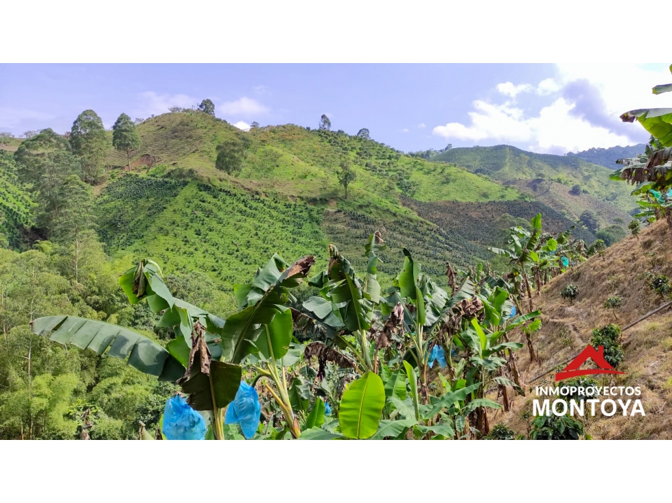 Finca cafetera tecnificada de 150 cuadras en Santa Rosa — foto 4