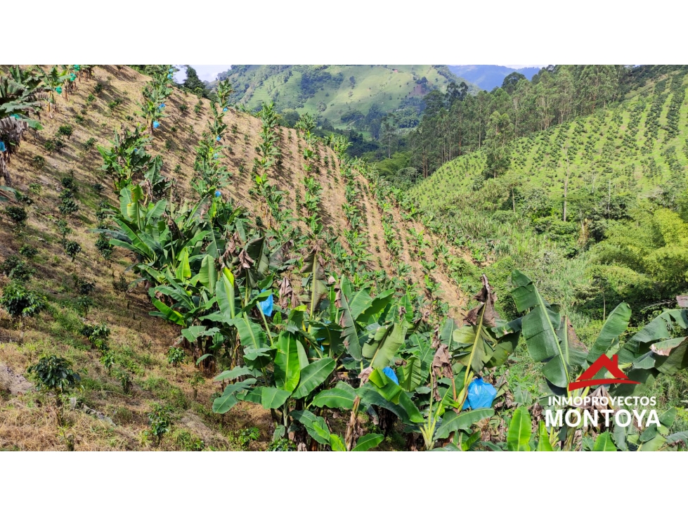 Finca cafetera tecnificada de 150 cuadras en Santa Rosa — foto 5