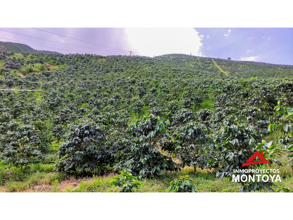 Finca cafetera tecnificada de 150 cuadras en Santa Rosa — foto 6