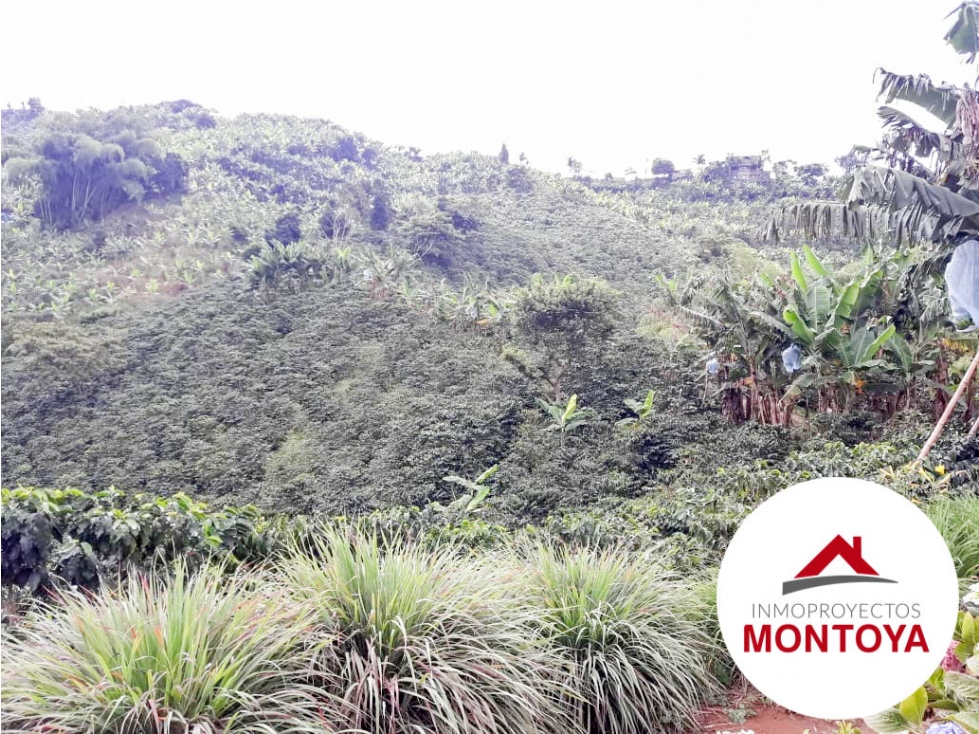 SE VENDE FINCA CAFETERA SECTOR ALTAGRACIA — foto 3