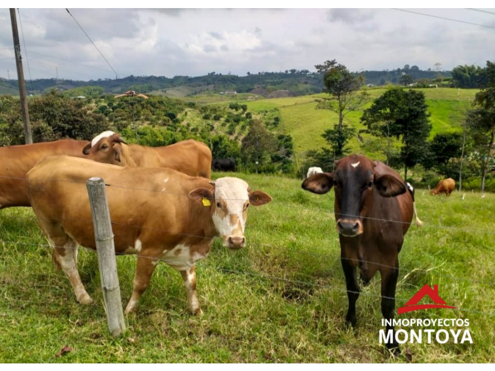 Finca ganadera en Arabia, Pereira — foto 6
