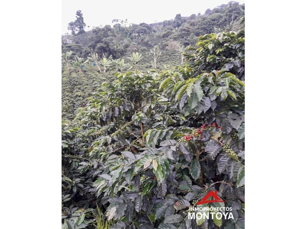 Finca cafetera tecnificada en Santa Rosa de Cabal, Risaralda — foto 6