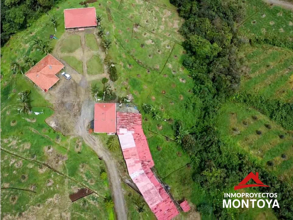 Finca de aguacate Hass, sector El Manzano, Pereira — foto 3