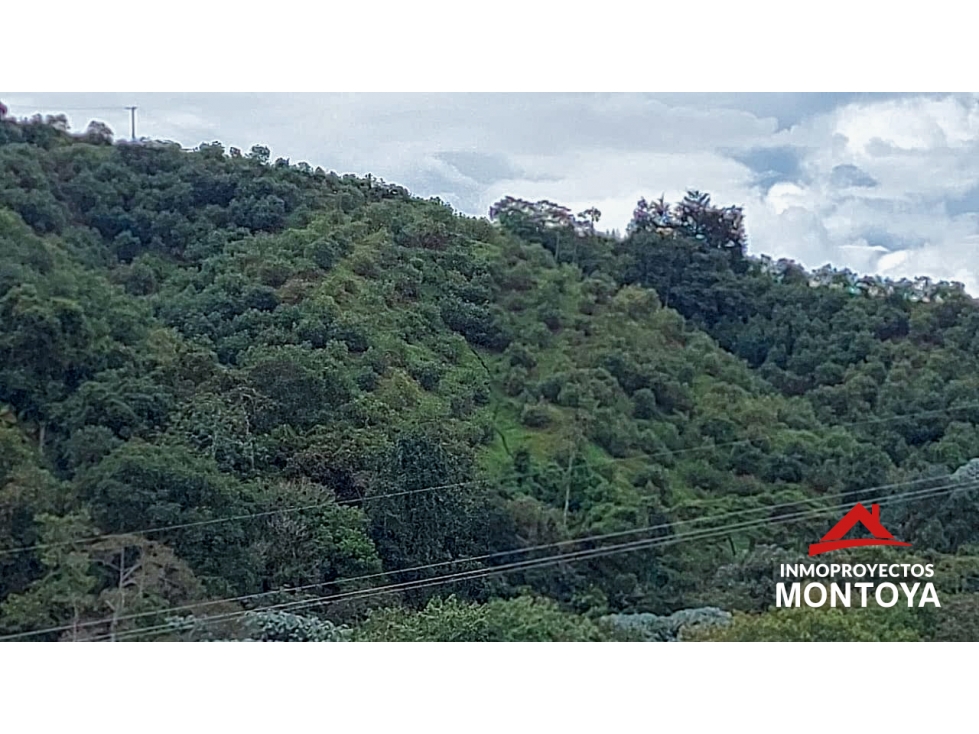 Finca de aguacate Hass de 47 cuadras en Anserma, Caldas - 3