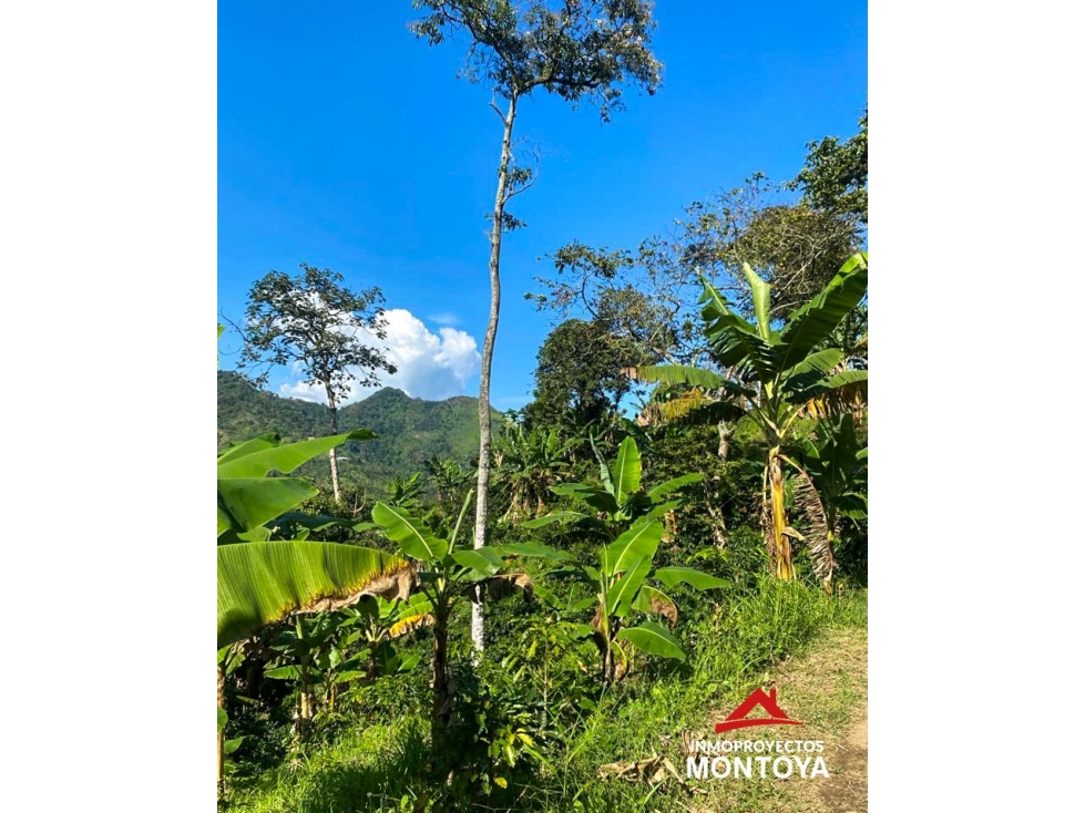 Lote de 5 cuadras cerca a Risaralda, Caldas - 3