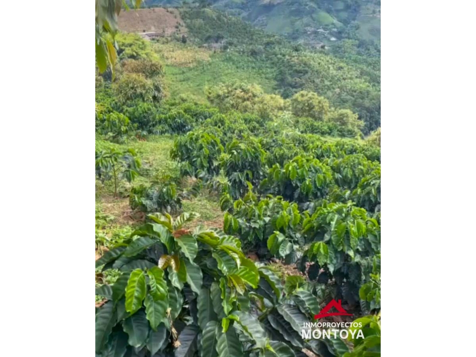 Finca cafetera en Marsella - 3