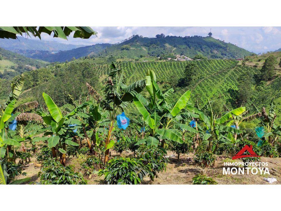 Finca cafetera tecnificada de 150 cuadras en Santa Rosa — foto 3