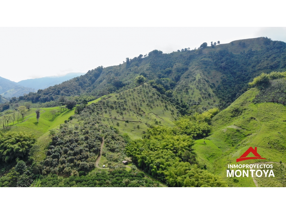 Finca productiva tecnificada exportadora en Santa Rosa de Cabal — foto 3