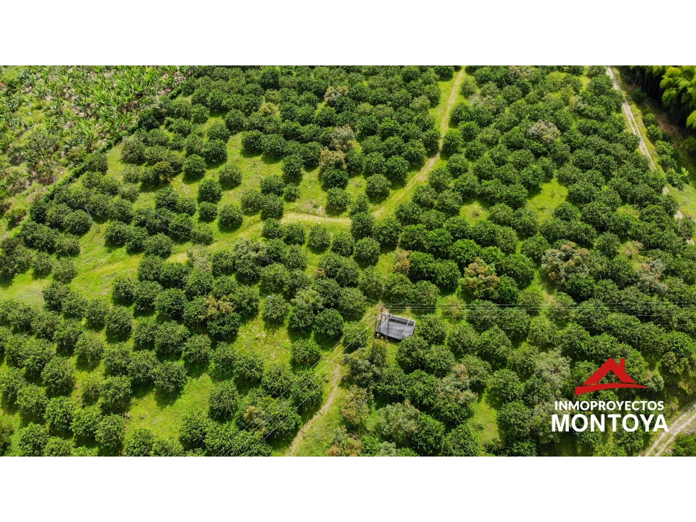Finca productiva tecnificada exportadora en Santa Rosa de Cabal — foto 4