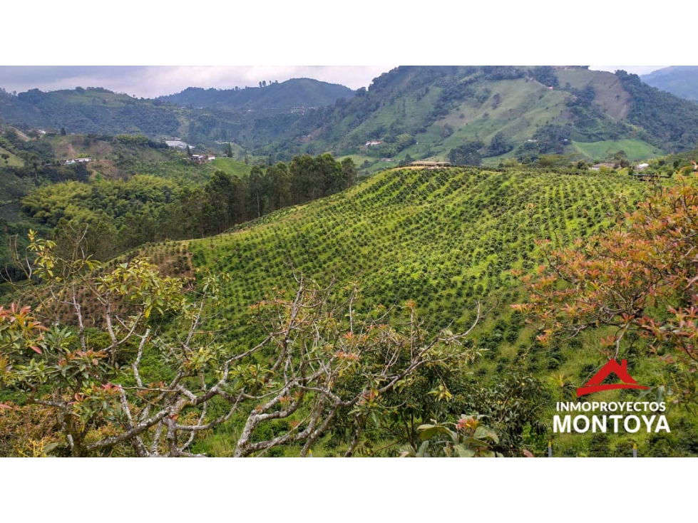 Finca cafetera tecnificada de 150 cuadras en Santa Rosa