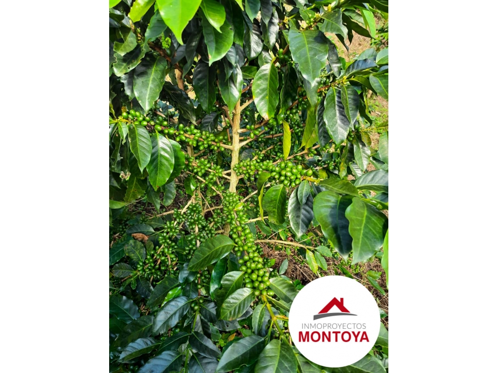 Finca productiva en el sector de la vía a Marsella — foto 4