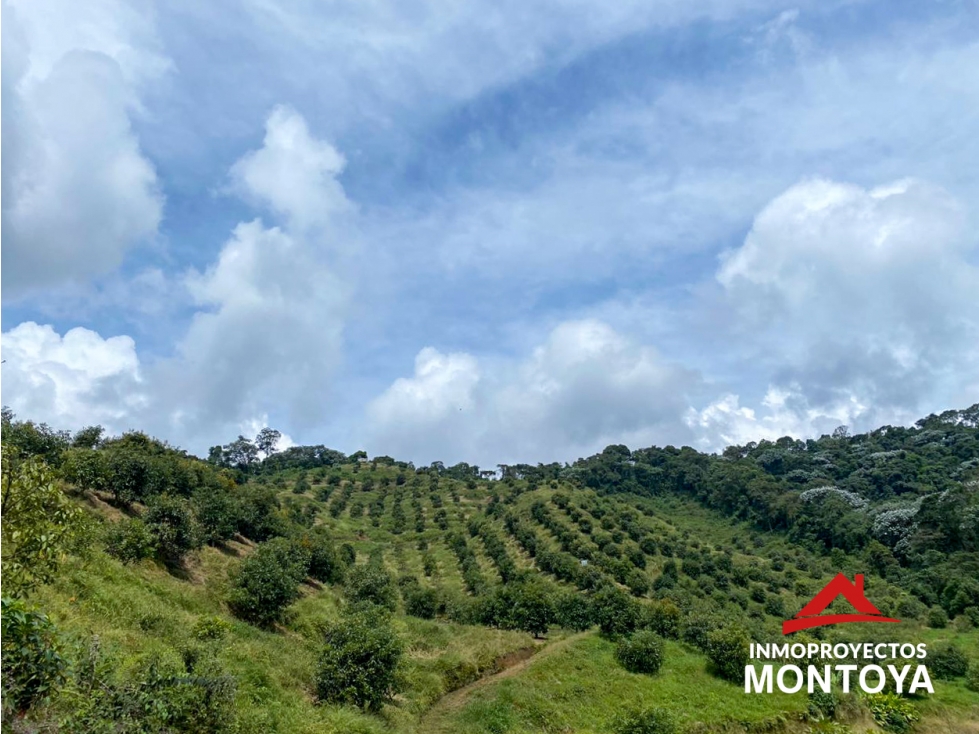Finca de aguacate Hass, sector El Manzano, Pereira — foto 5