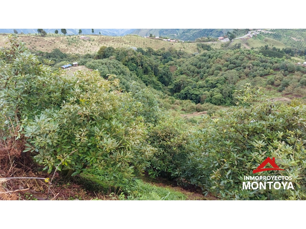 Finca de aguacate Hass de 47 cuadras en Anserma, Caldas - 6