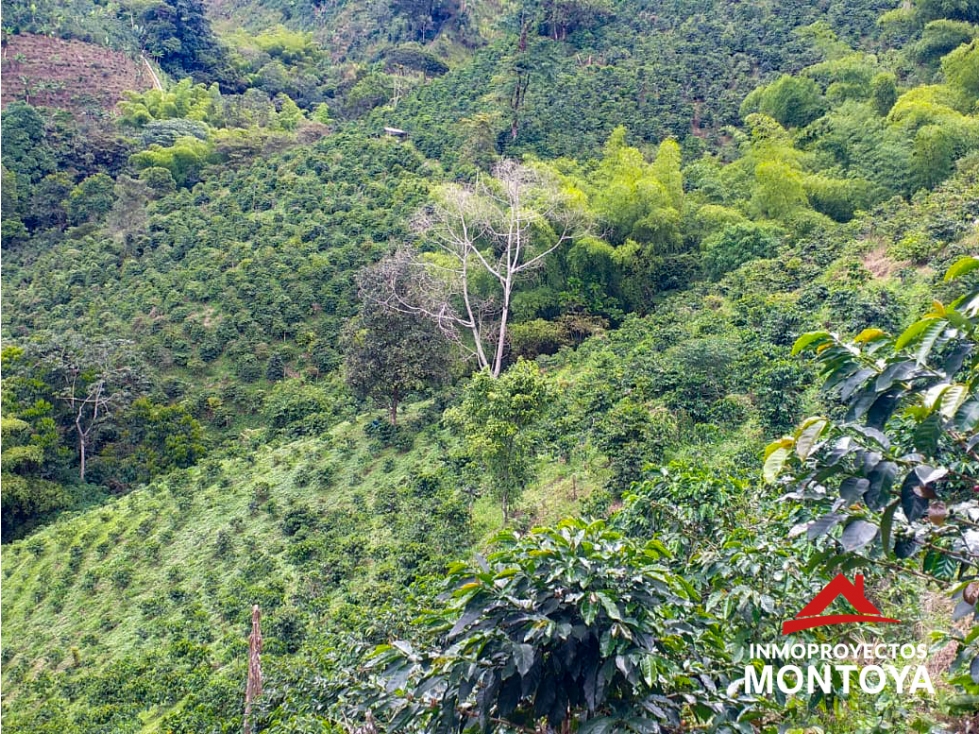 Finca cafetera de 23 cuadras en la vía a Armenia — foto 4