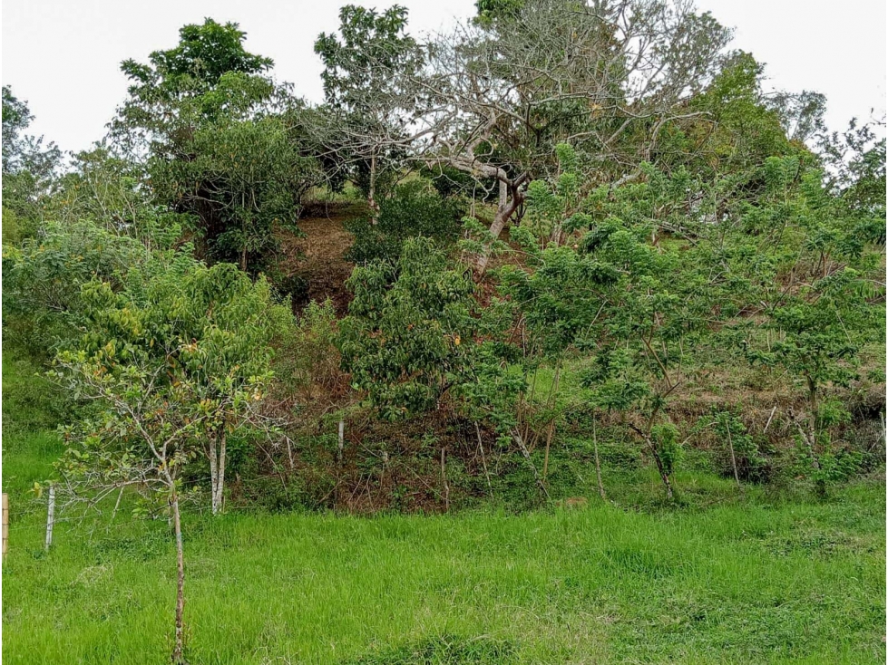 Casa-lote en la vía Alcalá-Cartago - 4