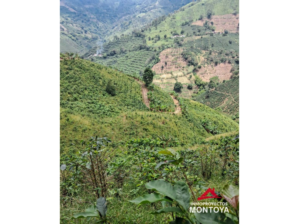 Finca cafetera en Santuario, Risaralda - 6