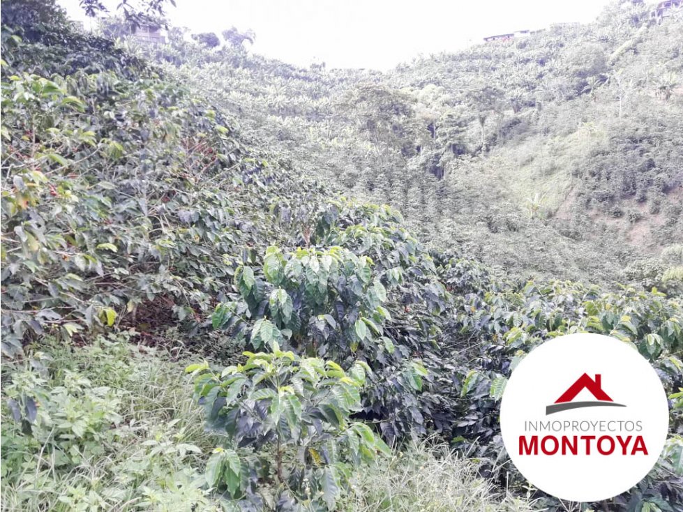 SE VENDE FINCA CAFETERA SECTOR ALTAGRACIA — foto 5