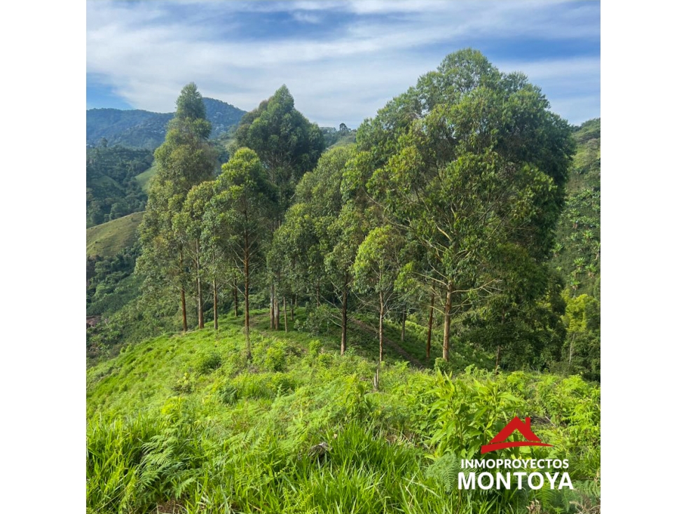 Finca ganadera de 28 cuadras en Marsella — foto 5