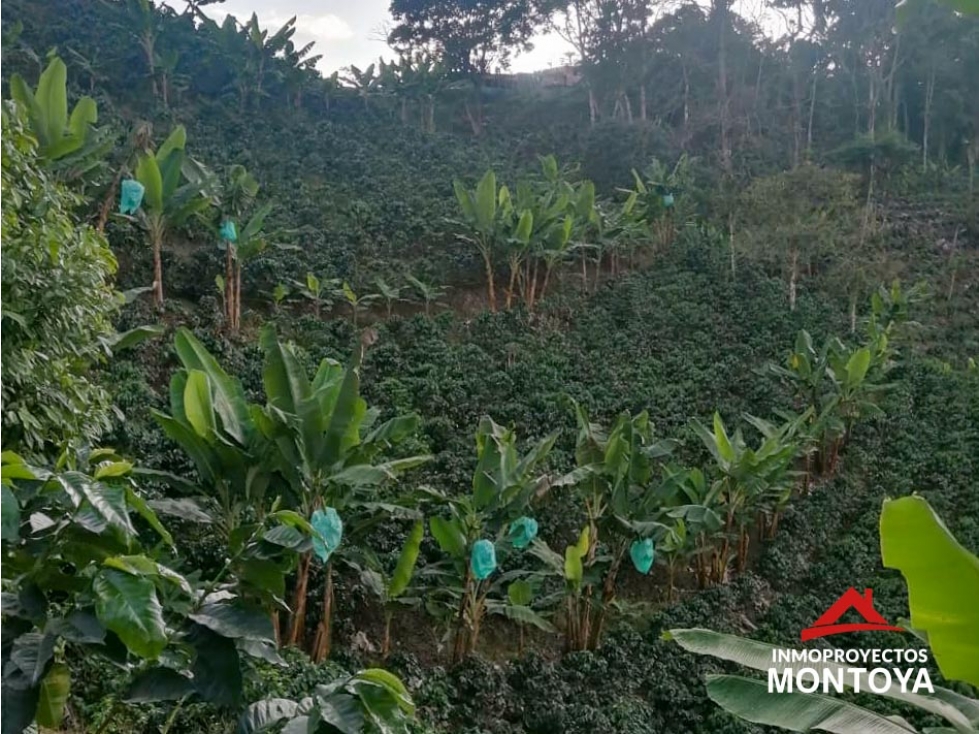 Finca cafetera tecnificada en Marsella, Risaralda - 6