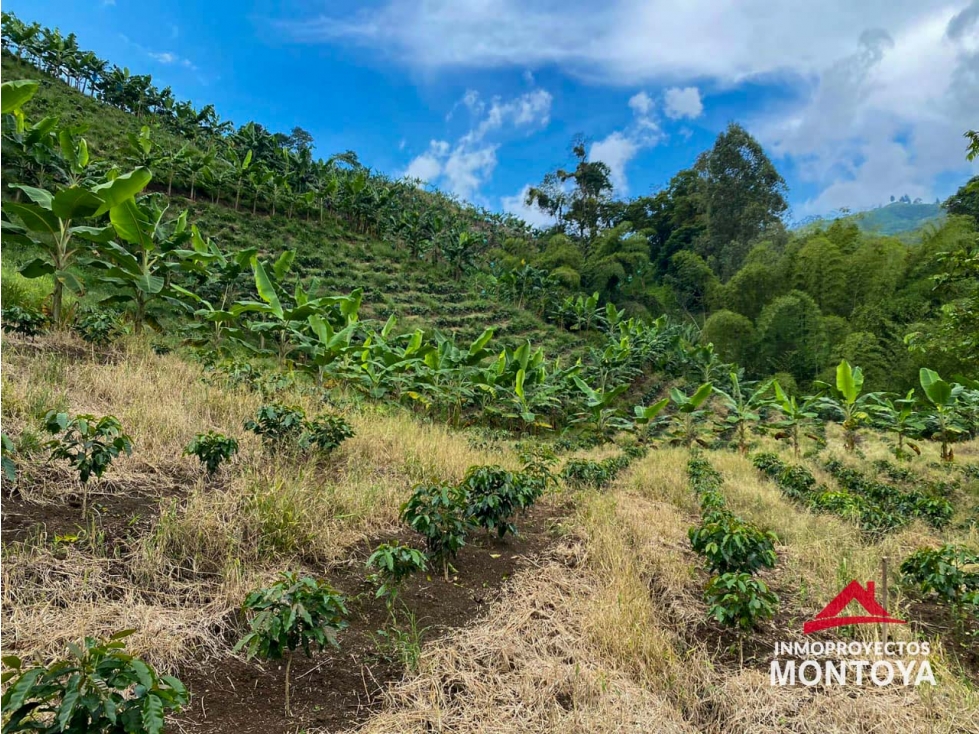 Finca cafetera tecnificada en Combia, Pereira — foto 2