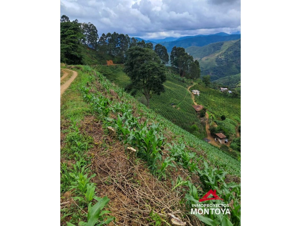 Finca cafetera en Santuario, Risaralda - 2