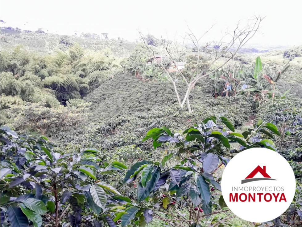 SE VENDE FINCA CAFETERA SECTOR ALTAGRACIA — foto 6