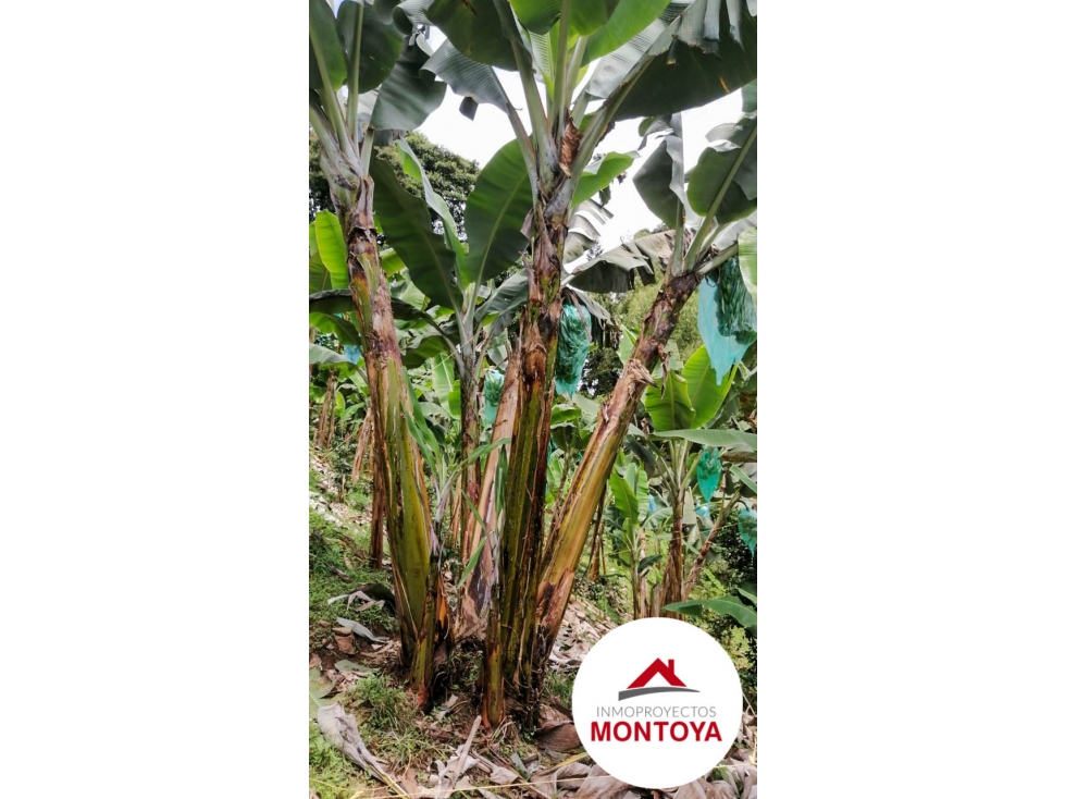 Finca productiva en el sector de la vía a Marsella — foto 6
