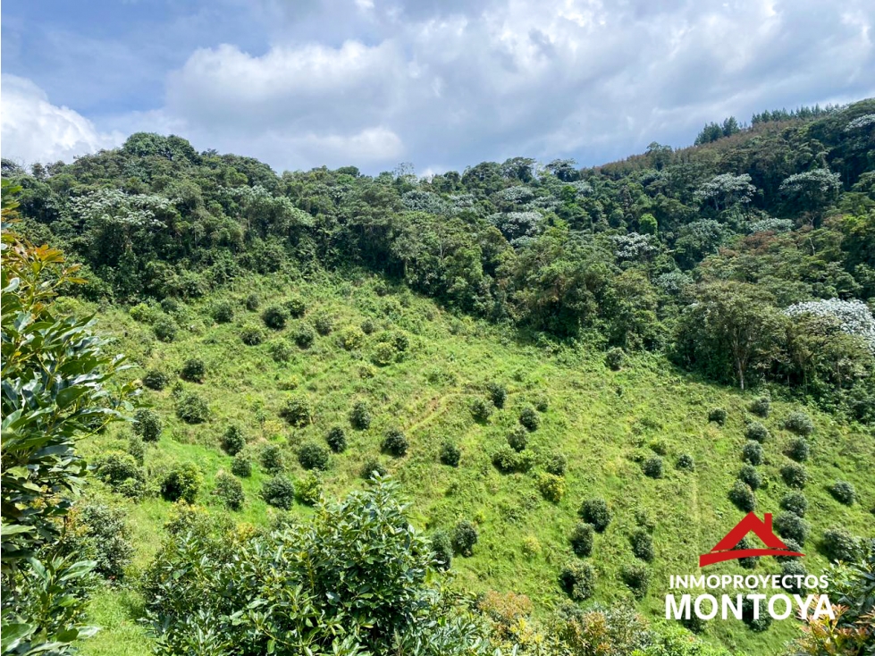 Finca de aguacate Hass, sector El Manzano, Pereira — foto 6