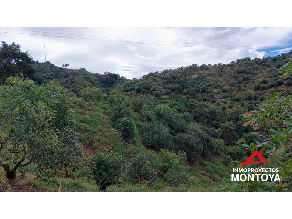Finca de aguacate Hass de 47 cuadras en Anserma, Caldas - 5