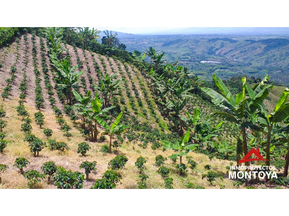 Finca cafetera tecnificada en la vía a Marsella — foto 6