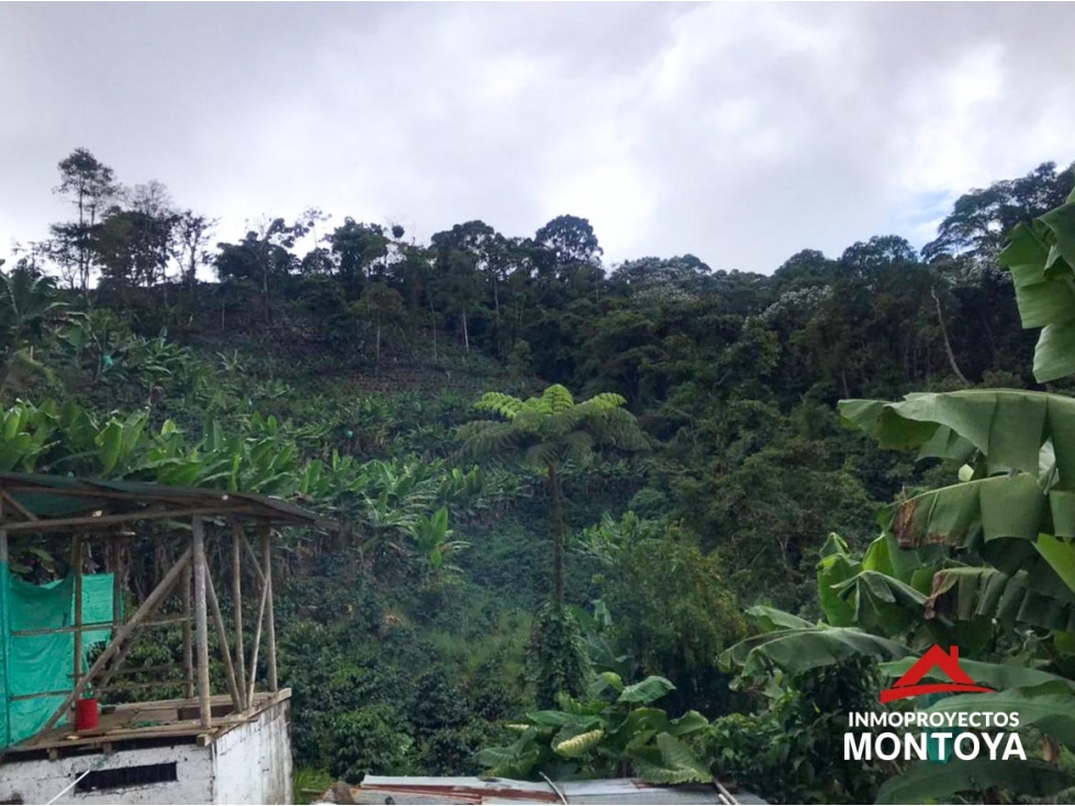 Finca cafetera tecnificada en Marsella, Risaralda - 4