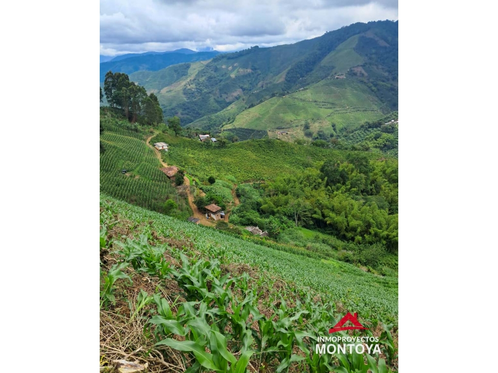 Finca cafetera en Santuario, Risaralda - 3