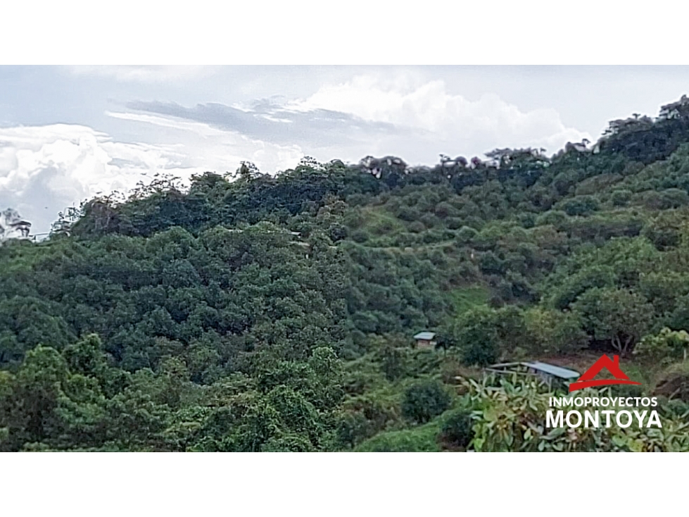 Finca de aguacate Hass de 47 cuadras en Anserma, Caldas - 4