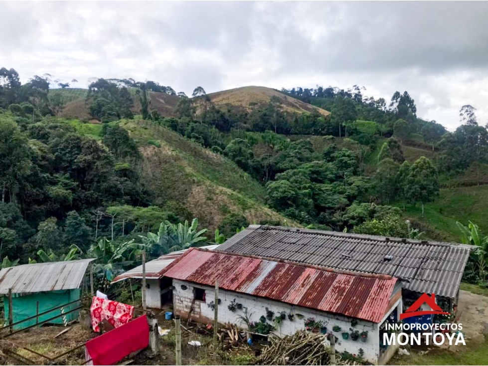 Finca cafetera tecnificada en Marsella, Risaralda - 2