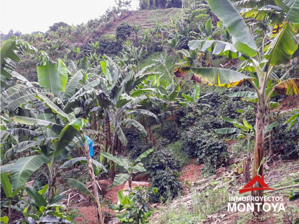 Finca cafetera a 10 min de Balboa, Risaralda - 6