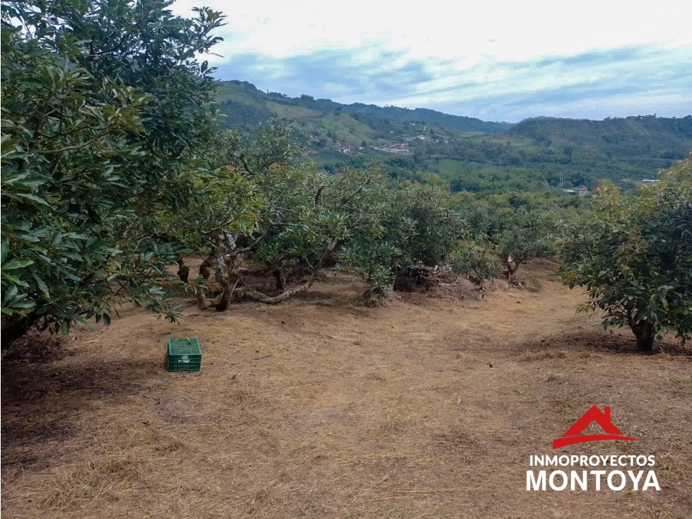 Finca de aguacate Hass de 30 cuadras en Anserma, Caldas - 5