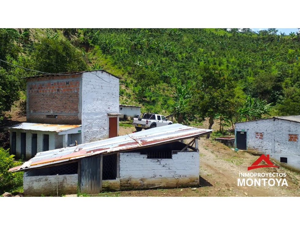 Finca cafetera tecnificada en la vía a Marsella — foto 2